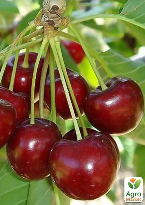

Черешня Бигарро Бурлат (летний сорт, ранний срок созревания)