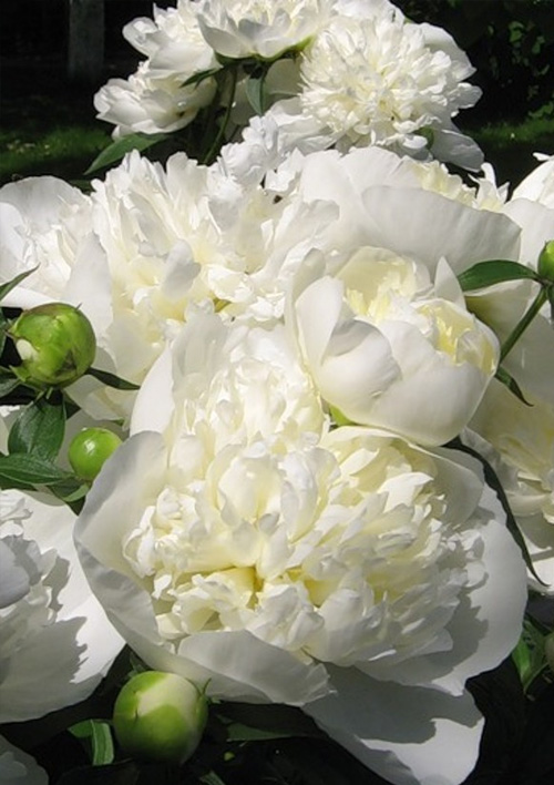 

Півонія трав'яниста Solfatare 1шт в упаковці