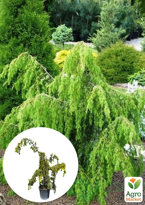 

Ялівець звичайний 3-х річний Horstmann Pendula С3, висота 40-50см