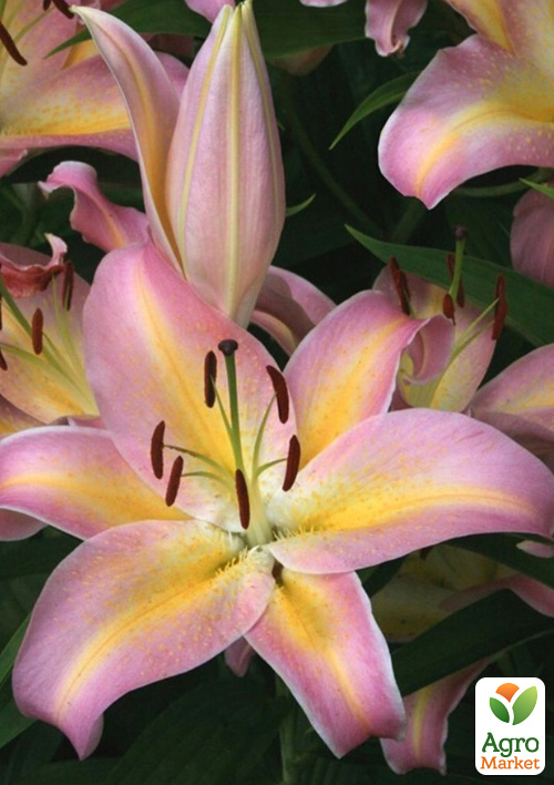 

Лилия Hocus Pocus (Гигантский цветок)