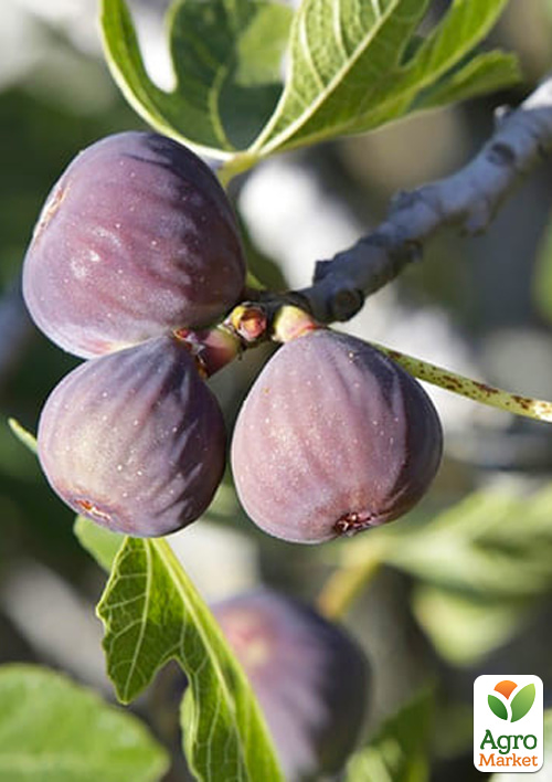 

Інжир «Наполітано» (великоплідний сорт, середній термін дозрівання)