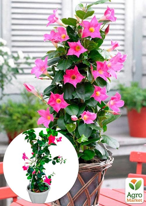 

Дипладенія 2-х річна (Mandevilla) Rosea (висота 40-50см, підвісний вазон)