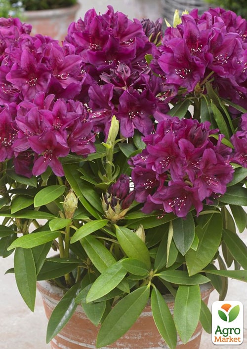 

Рододендрон гибридный Поларнайт (Pollarnight)