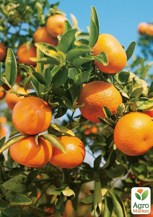 

Мандарин Клементін