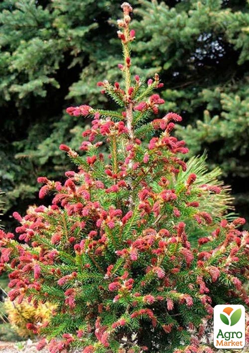 Ель 3-х летняя Китайская "Драконова" (Picea asperata) C1,5, высота 30-40см 1 саженец в упаковке