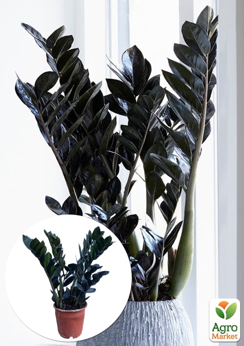 

Заміокулькас чорний Raven (доларове дерево) h45-55см
