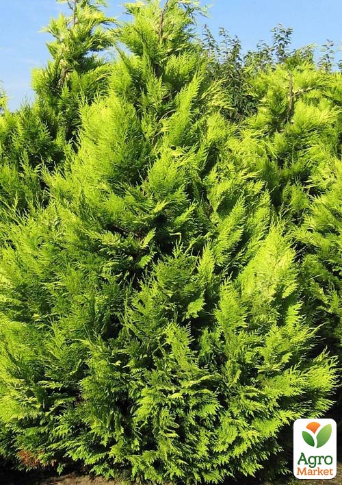 

Кипарисовик Лавсона Ivone (контейнер Р9, висота 8-10см)