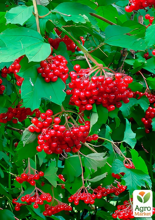 

Калина Берегиня