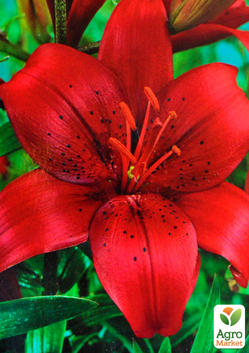 

Лилия California 1шт в упаковке