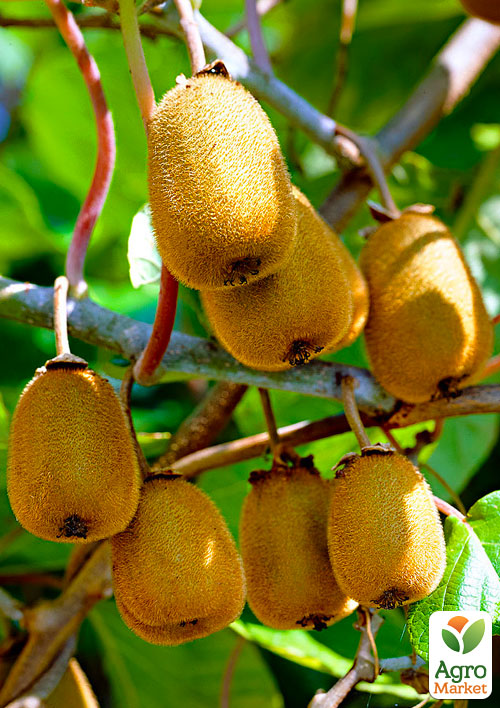 

Эксклюзив! Киви коричневый с мякотью изумрудного цвета Бемоль (flat) (премиальный, самоопыляемый, болезнеустойчивый сорт)