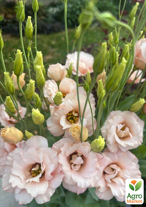 

Эустома махровая Corelli Light Pink укорененная в контейнере Р9