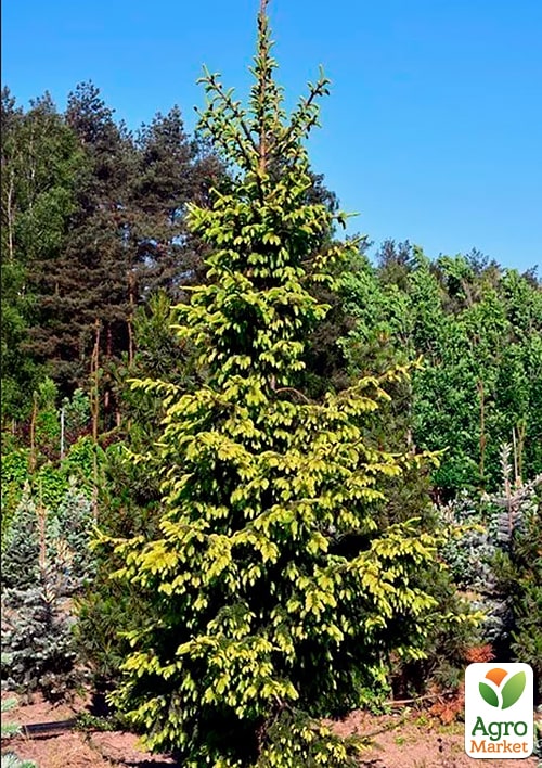 

Ель сербская Aureа (ком/сетка) высота 140-160см