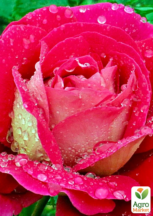 

Роза чайно-гибридная Кроненбург (саженец класса АА+) высший сорт