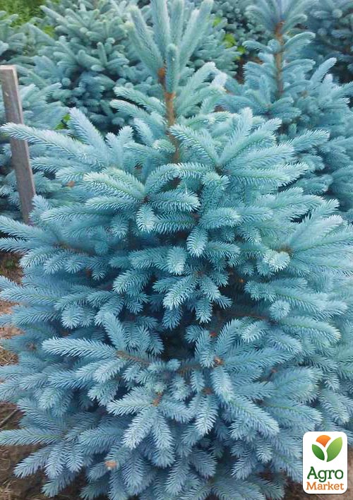 

Ялина блакитна Kaibab (горщик P9)