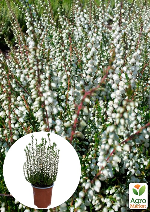 

Вереск обыкновенный Vivika