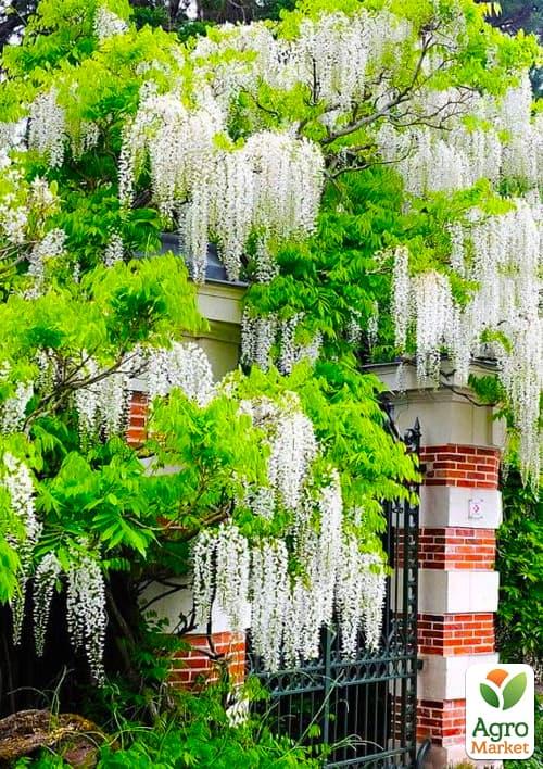 

Ексклюзив! Гліцинія ідеально біла Білий ангел (White angel) (преміальний дуже гарний сорт)