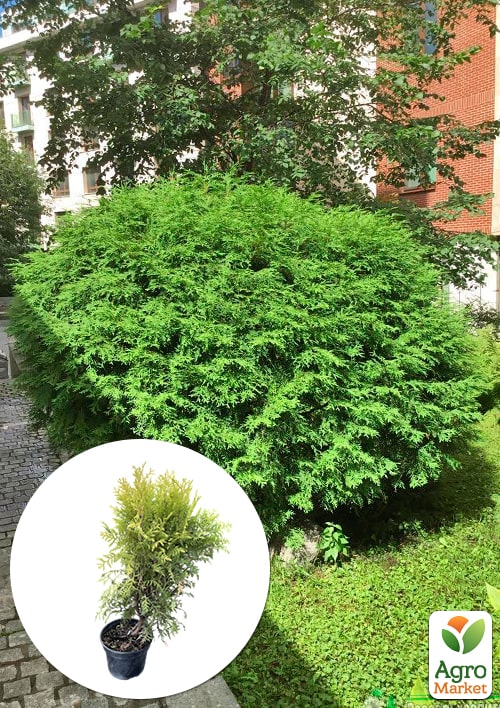 

Туя западная Globosa С2, высота 25-30см