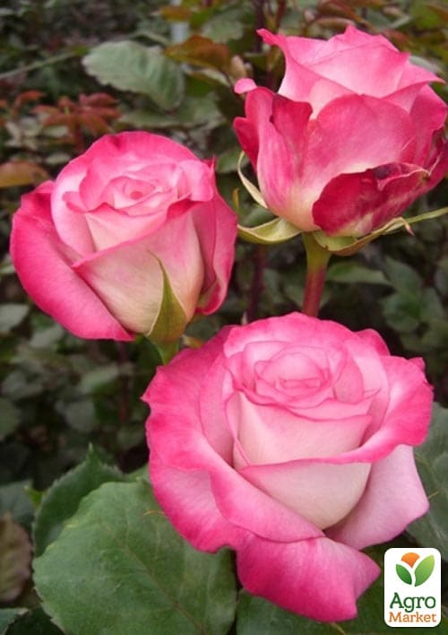 

Роза чайно-гибридная Малибу (Malibu®) (саженец класса АА+) высший сорт