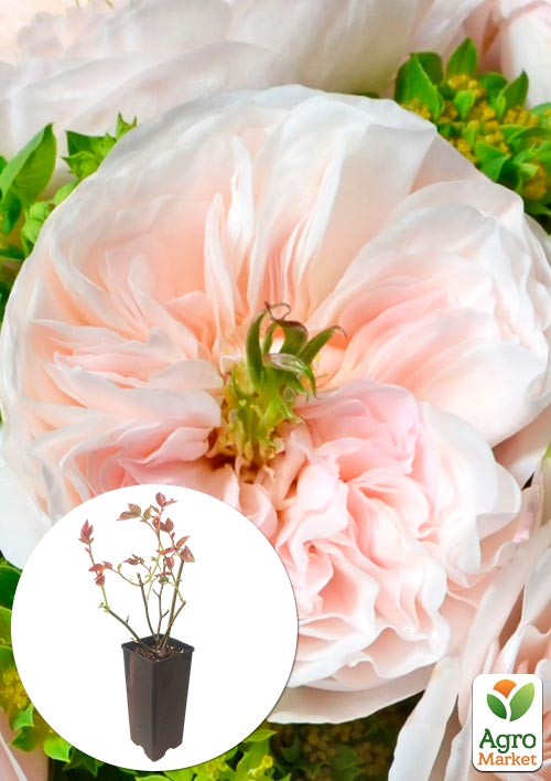 

Роза английская Чарити в контейнере, высший сорт