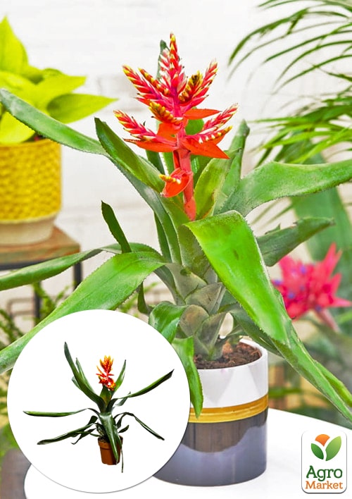 

LMTD Эхмея пепита Elegant Flames высота растения 40-50см