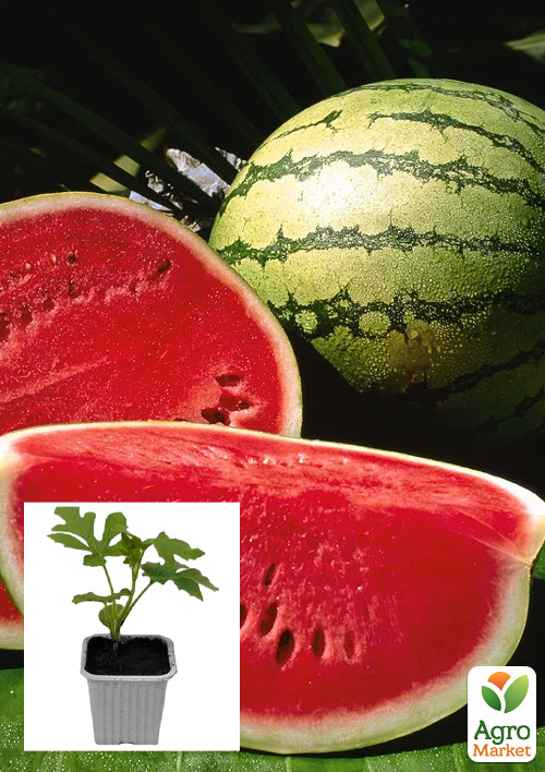 

Розсада Кавун Аполлон F1 (фермерське вирощування), 1шт в упаковці