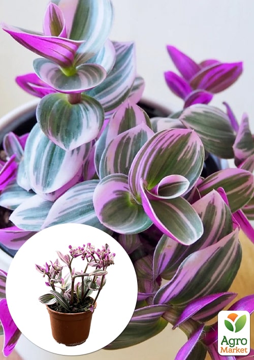 

Традесканция ампельная Nanouk