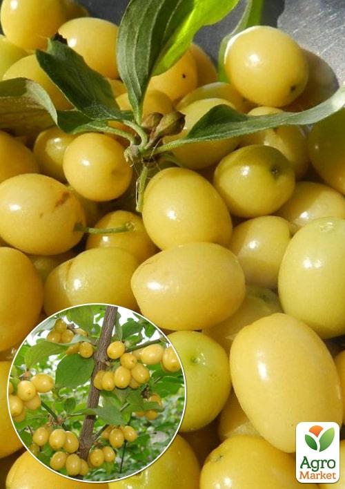 

Эксклюзив! Кизил желто-золистого окраса Луна (Moon) (премиальный, очень вкусный сорт)