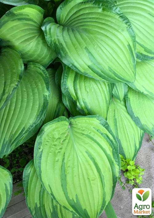 

Хоста Midwest Magic