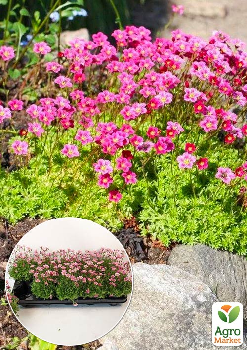 

LMTD Ломикамінь квітучий килим Marto Rose