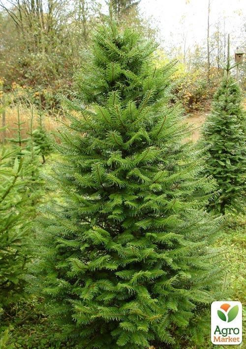 

Псевдотсуга Мензиса (Menziesii) горшок P9