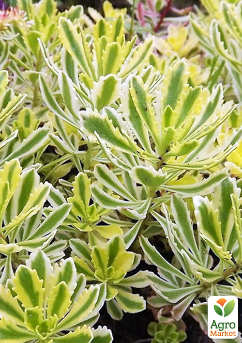 

Очиток Миддендорфа (Sedum middendorfianum)