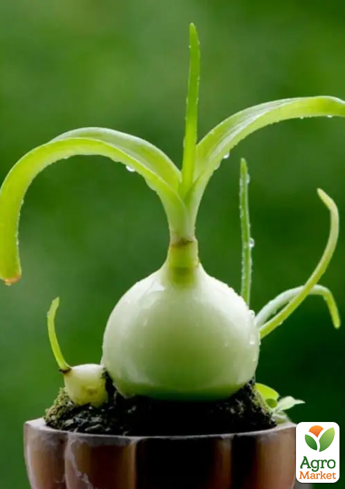 

Індійська цибуля (вазон Р12, птахомолочник хвостатий)