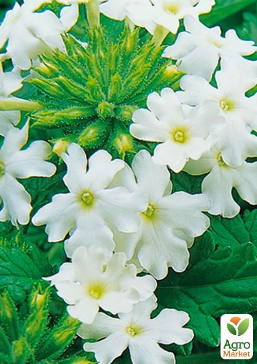 Вербена (Verbena hybrida) "Big White"