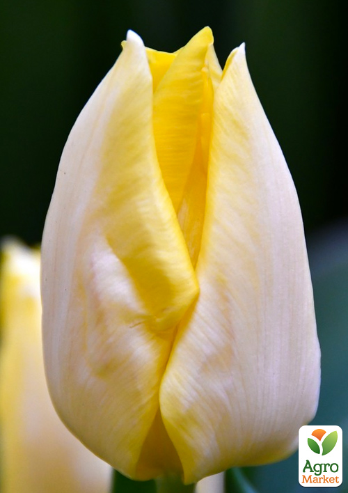 

Тюльпан Sunny Prince