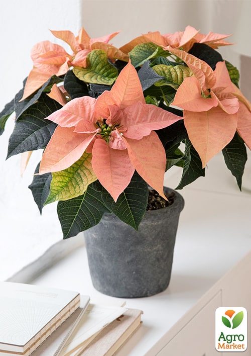 

Пуансеттія Cinnamon Star (Різдвяна Зірка)