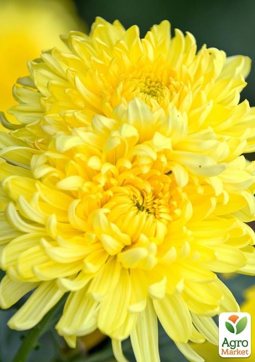 

Хризантема кустовая среднецветковая Amour Yellow