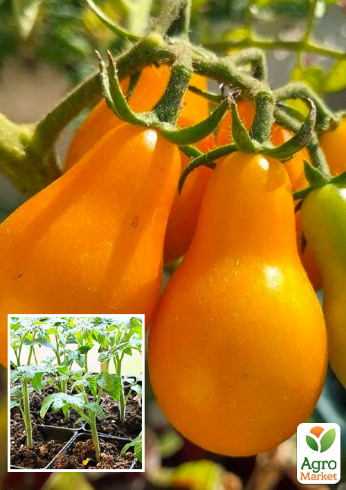 

Розсада Томат Черрі «Лампочка помаранчева» (фермерське вирощування)