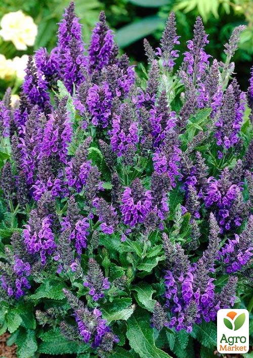 

Шалфей Дубравный Salute Ice Blue