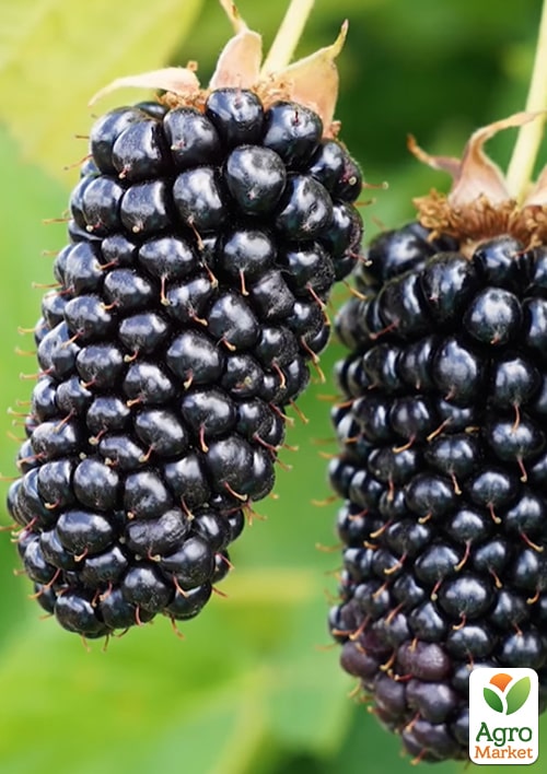 

Ежевика Коламбия гигант (Columbia Giant) (средне-ранний срок созревания, высокоурожайный, крупноплодный сорт)