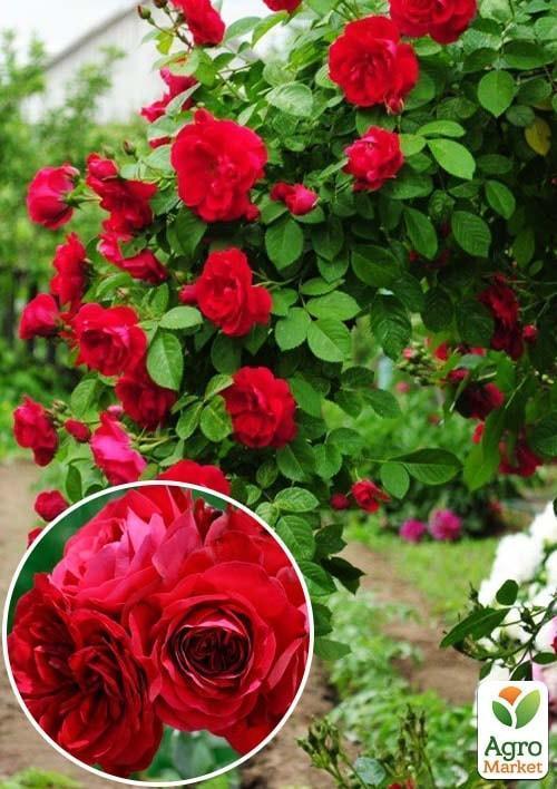 

Роза плетистая Закат солнца (Sunset) (саженец класса АА+) высший сорт