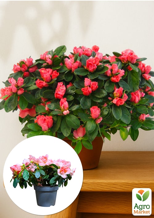 

Рододендрон комнатный Thesla высота 20-30см