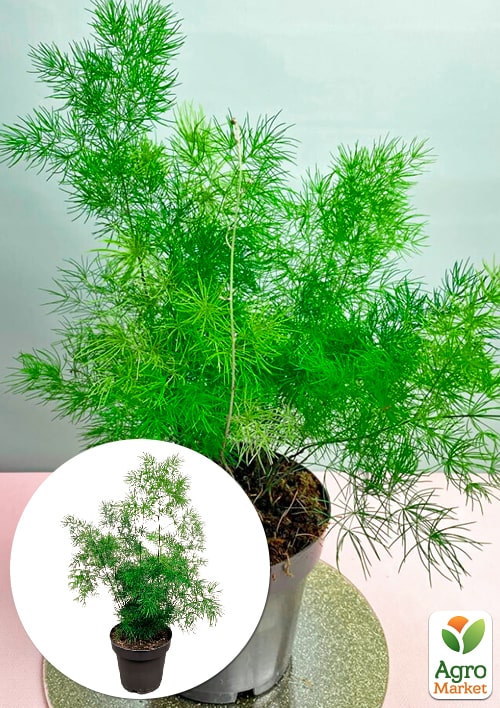 

Аспарагус Umbrellatus высота 25-35см