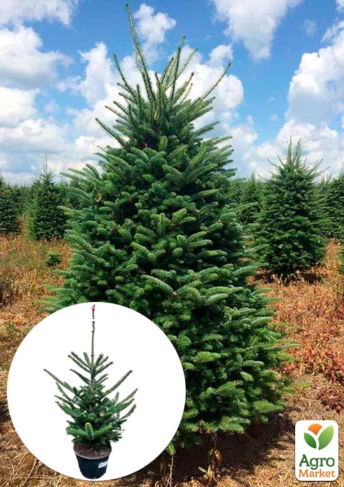 Ялиця Фразера "Abies Fraseri" висота 80-100 см 1 саджанець в упаковці