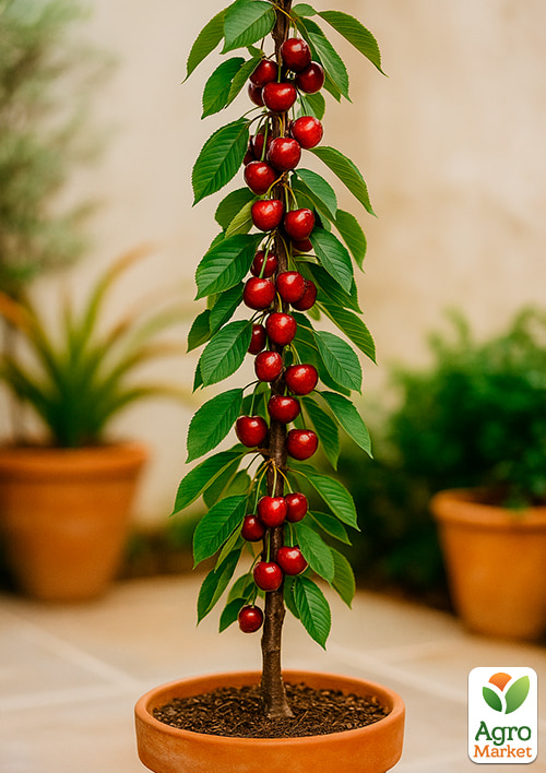 

Вишня колоновидная Восторг Эксклюзив