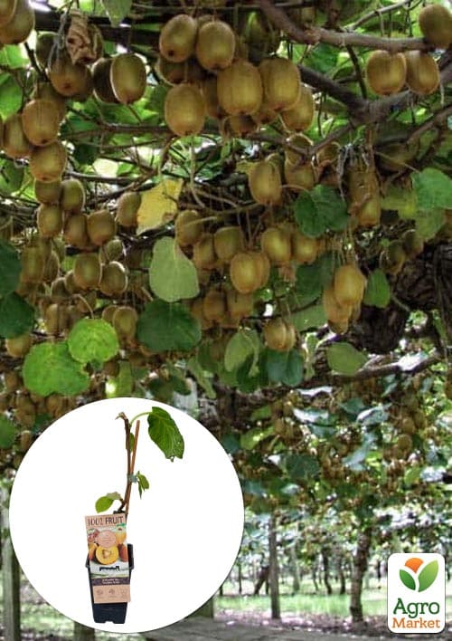 

LMTD Ківі Gold (самозапильний сорт, укорінений) висота 50-70см