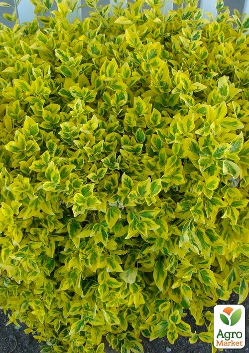 

Бересклет Форчун Emeral Gold