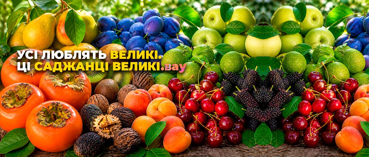 Великий саджанець — чудовий результат