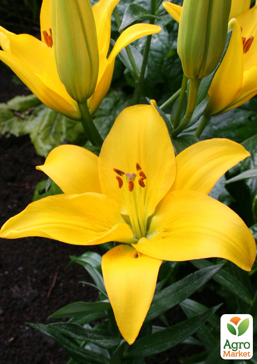 

Лилия Rapid Yellow