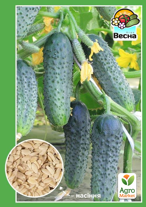 

Огірок Кураж F1 ТМ Весна 0.25г