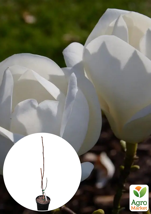 

Магнолия 2-х летняя гибридная Lennei Alba (высота 30-40см)